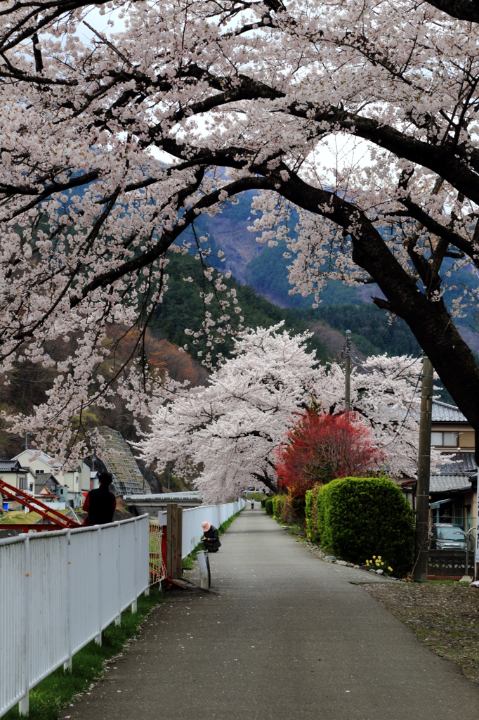 釜石市桜木町 - 桜並木