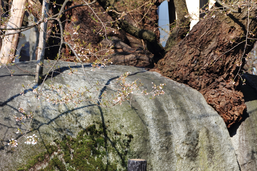 石割桜開花