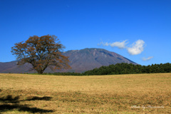 小岩井一本桜色づく