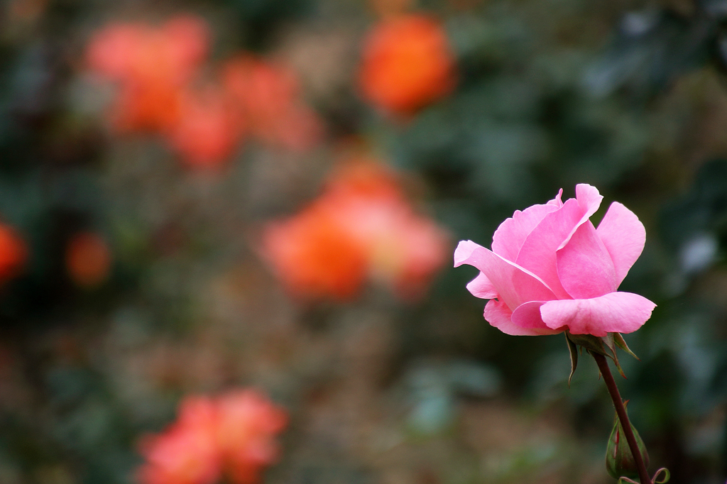 薔薇の種類はわかりませんⅨ