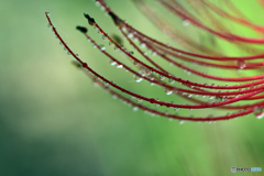 花魁の雫