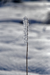 -10℃の朝 - のぼり旗