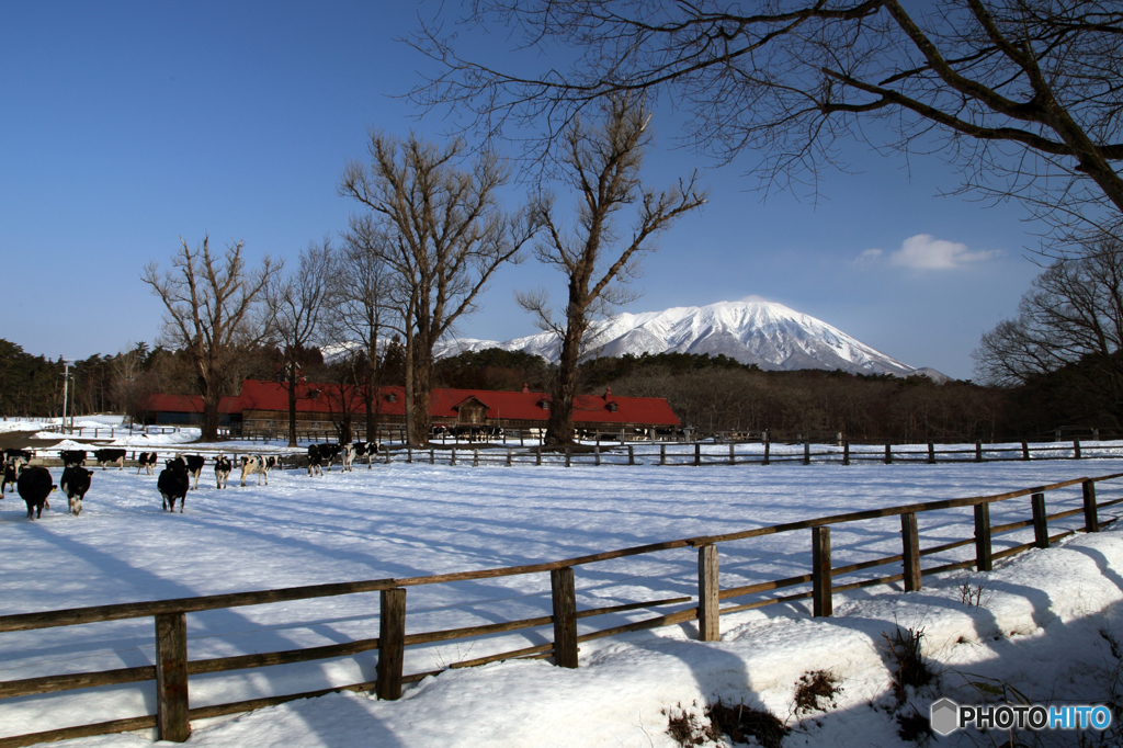 小岩井農場の朝