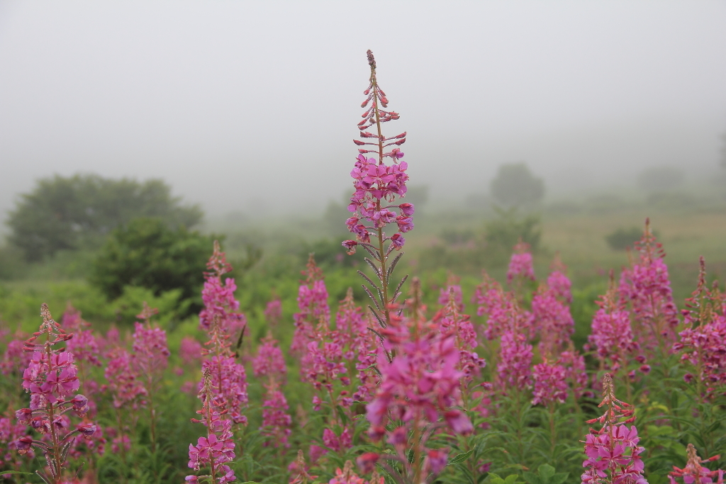 霧中のヤナギラン