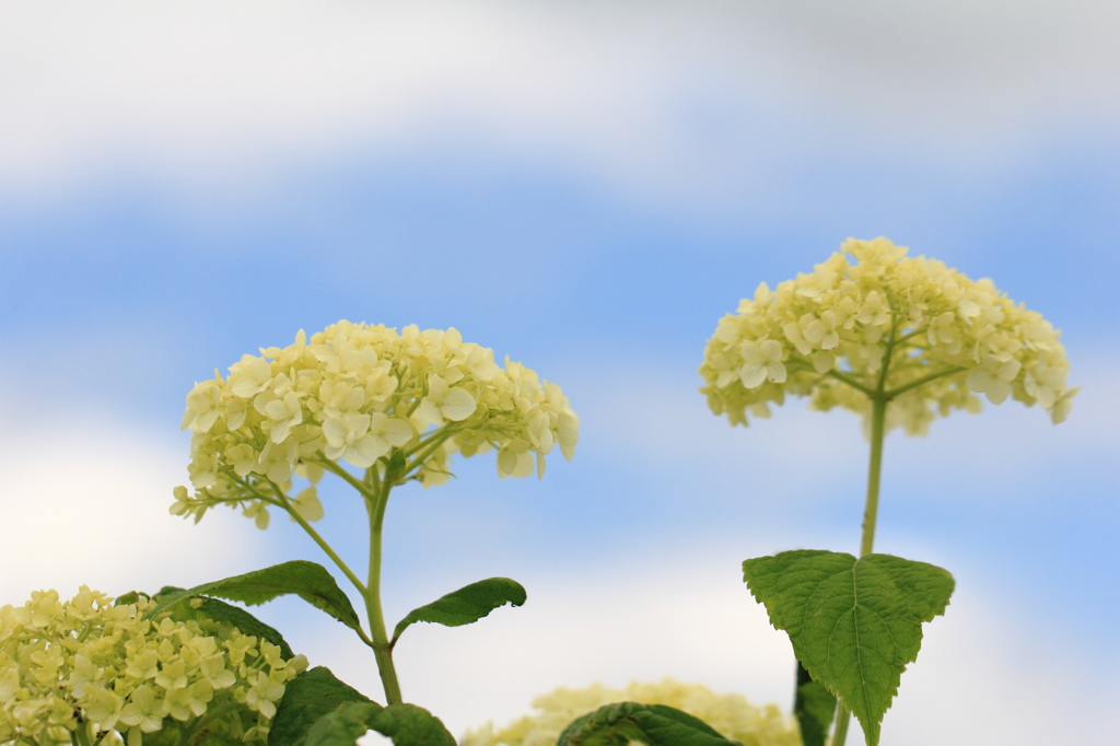 みちのくも紫陽花の季節がやってきました！