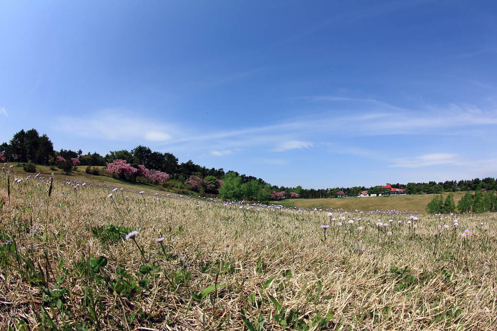 高原の桜でラスト