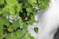 激流に咲く花