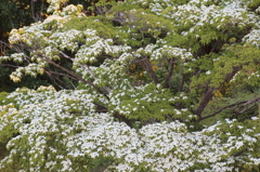 朝陽の山法師