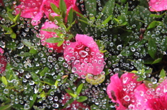 蜘蛛からの贈り物
