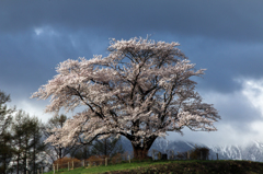 為内（いない）の一本桜2