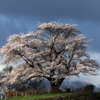 為内（いない）の一本桜2