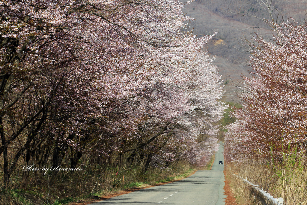 みちのくの春 - 桜の回廊Ⅱ