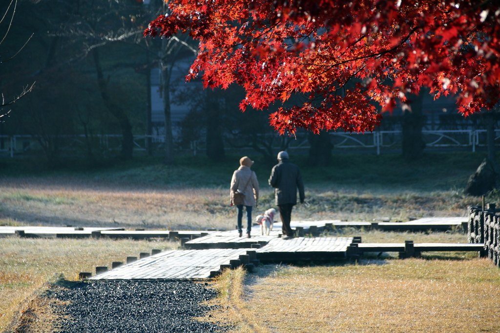 紅葉散歩Ⅱ