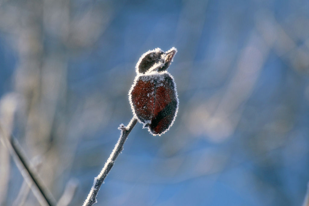 -10℃の朝 - 一葉