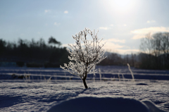 -10℃の朝 - 光耀