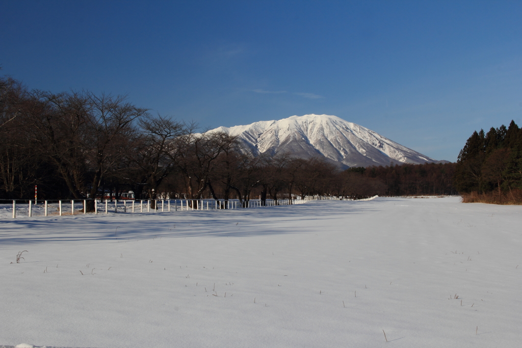 桜並木 - 岩手山