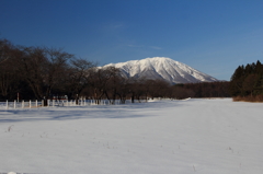 桜並木 - 岩手山
