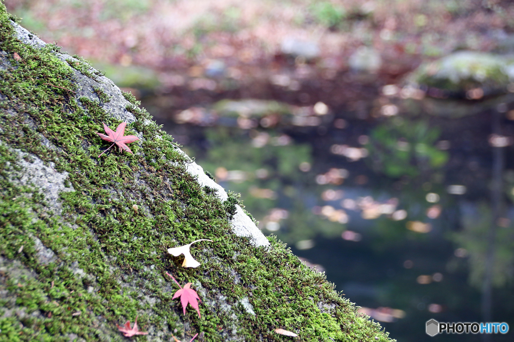 里の彩 - 盛岡城跡公園 Ⅰ