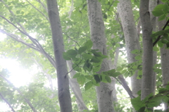 霧中のブナ林-3