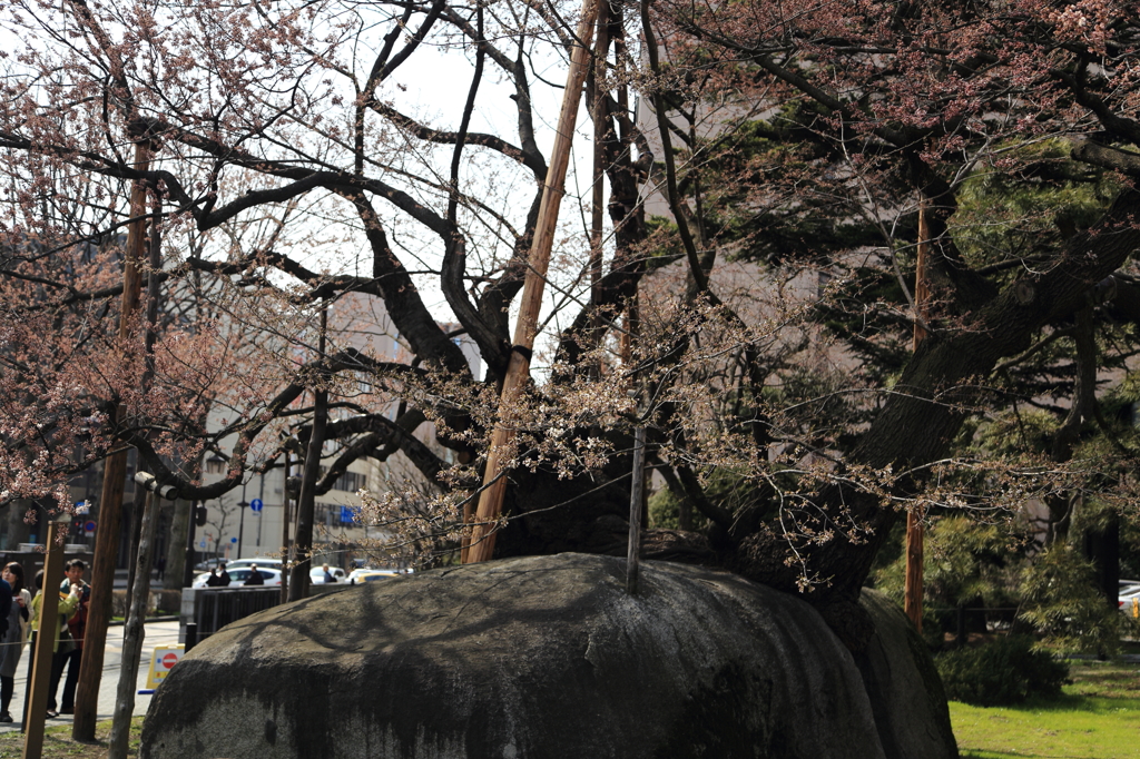 速報！石割桜開花！Ⅱ