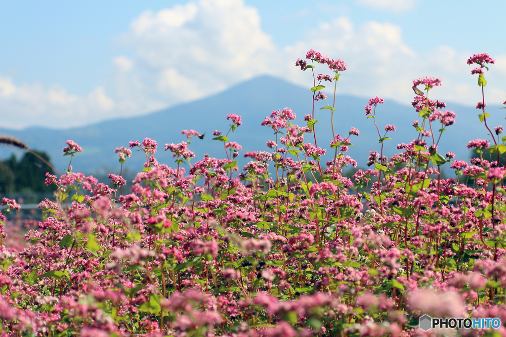 高嶺ルビーと姫神山