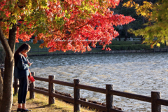 みちのく紅葉 - 高松の池