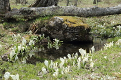 櫃取湿原　水芭蕉