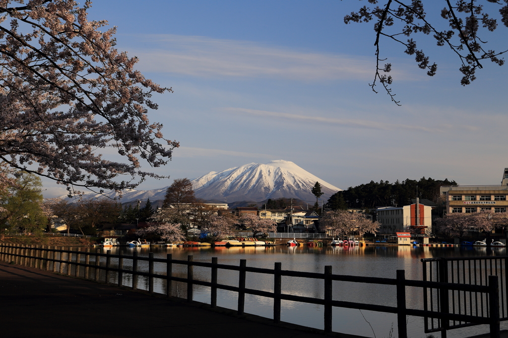 高松の池「冬桜」