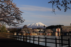 高松の池「冬桜」