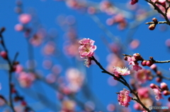 香梅