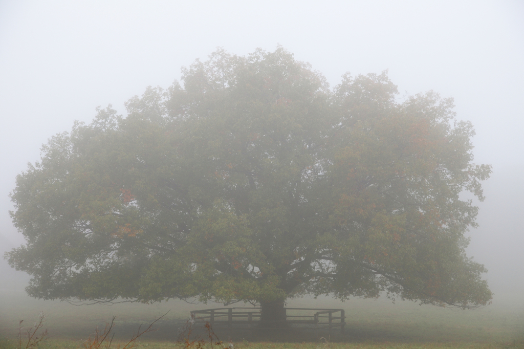 朝霧の牧場 - 大樹