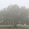 朝霧の牧場 - 大樹