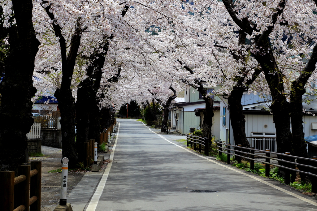 唐丹町(とうにちょう)の桜並木