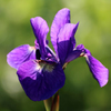 花の名前は苦手です…菖蒲？アヤメ？Ⅱ