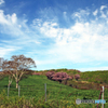 高原の春 - 高森高原Ⅶ