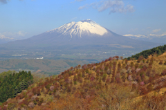 オオヤマザクラ- 南部片富士