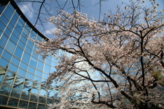 みちのく桜 - 鏡舞台Ⅱ