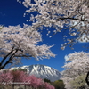 小岩井農場 - 桜