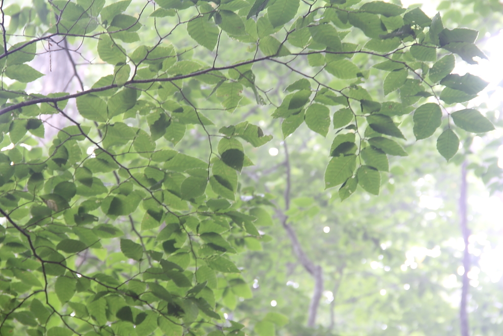 霧中のブナ林