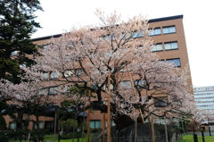 石割桜 - 朝日射す