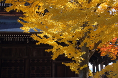 秋彩探し - お寺の秋