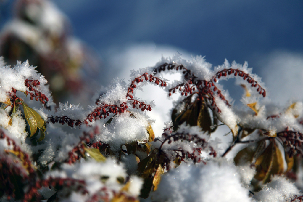 -10℃の朝 - 樹霜花6