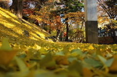 落葉の彩 - 朝陽の黄色道
