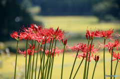 みちのく花魁2015 - Ⅶ