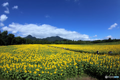 夏空に映える向日葵