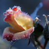 霜化粧 - 霜薔薇10