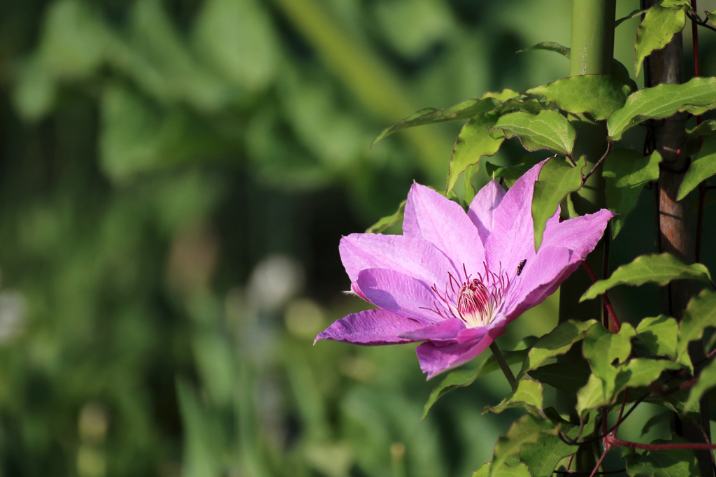 花の名前は苦手です…テッセン