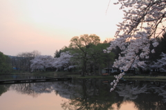 水鏡 - 高松の池9（芝水園）