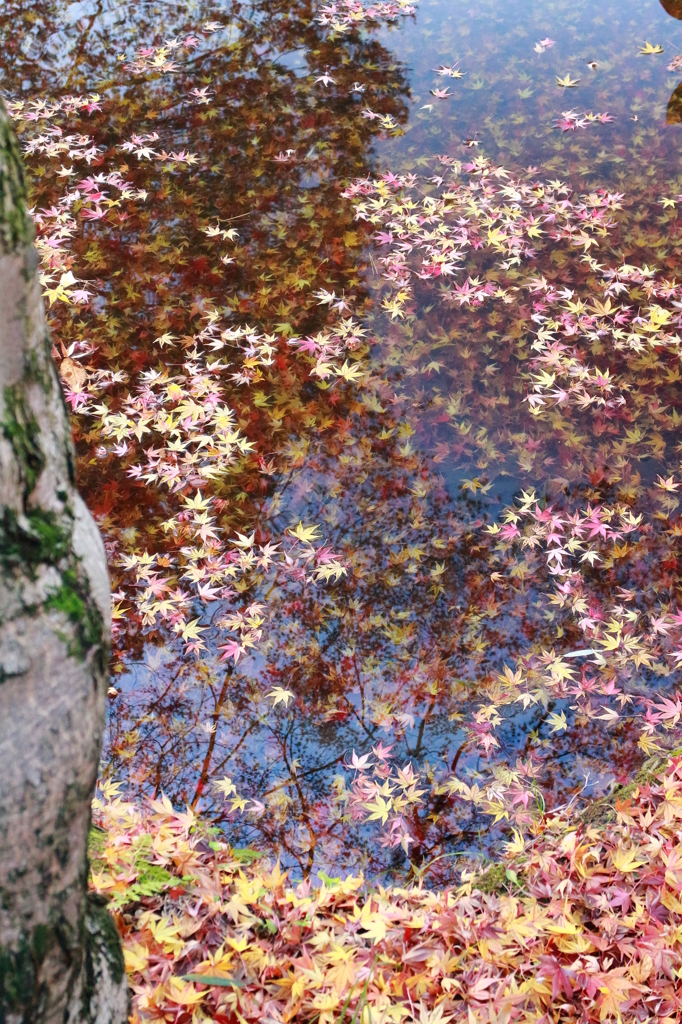 落葉の彩 - 水紅葉2