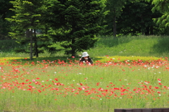 ポピー